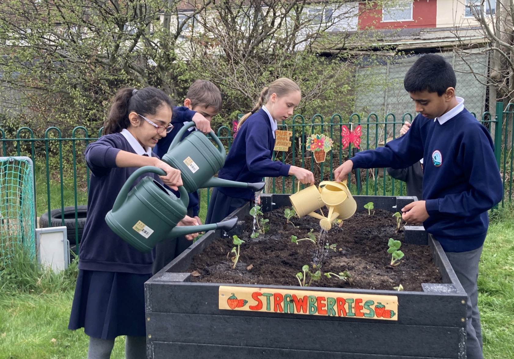Image of 4 school children watering strawberry plants