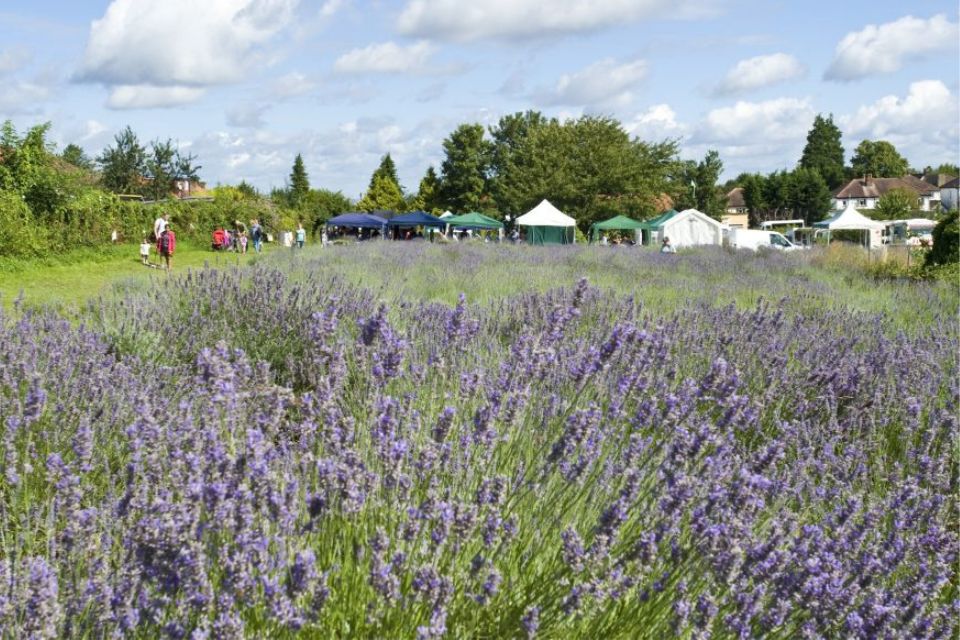 Lavender Fields Forever Film