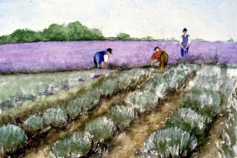 Painting of Lavender and Flowers fields begin tended to by farmers