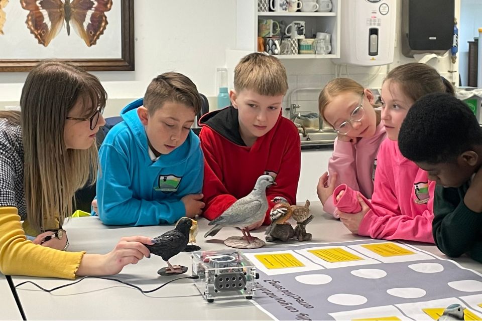 Five primary school students and their teacher working around a desk with three plastic models of birds perched on the table
