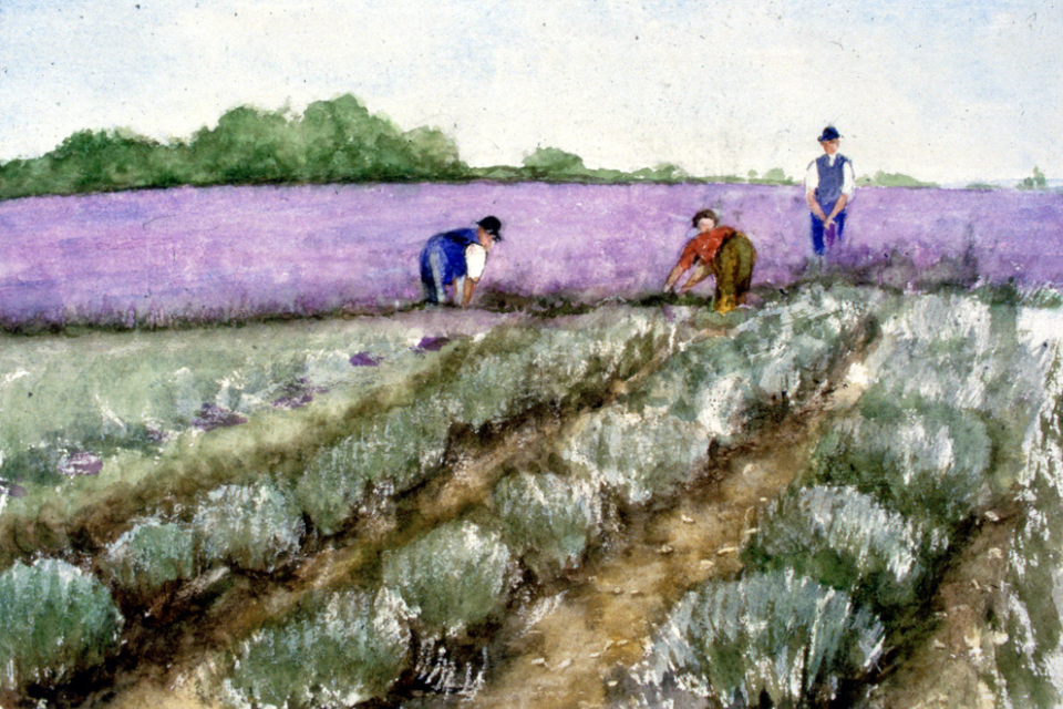 Lavender Fields Forever