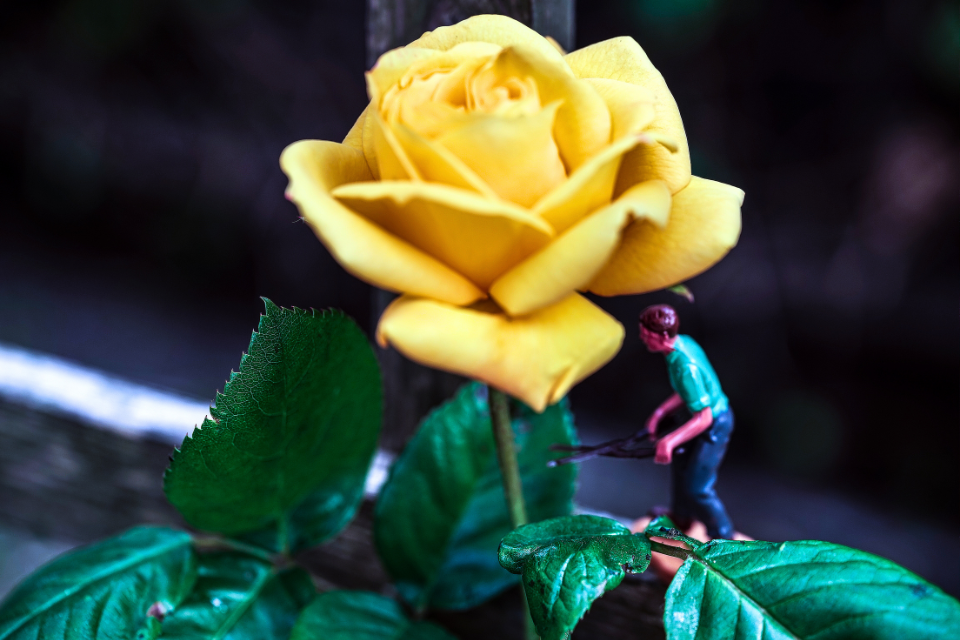 A small model figurine holding shears approaching the stem of a real yellow daffodil