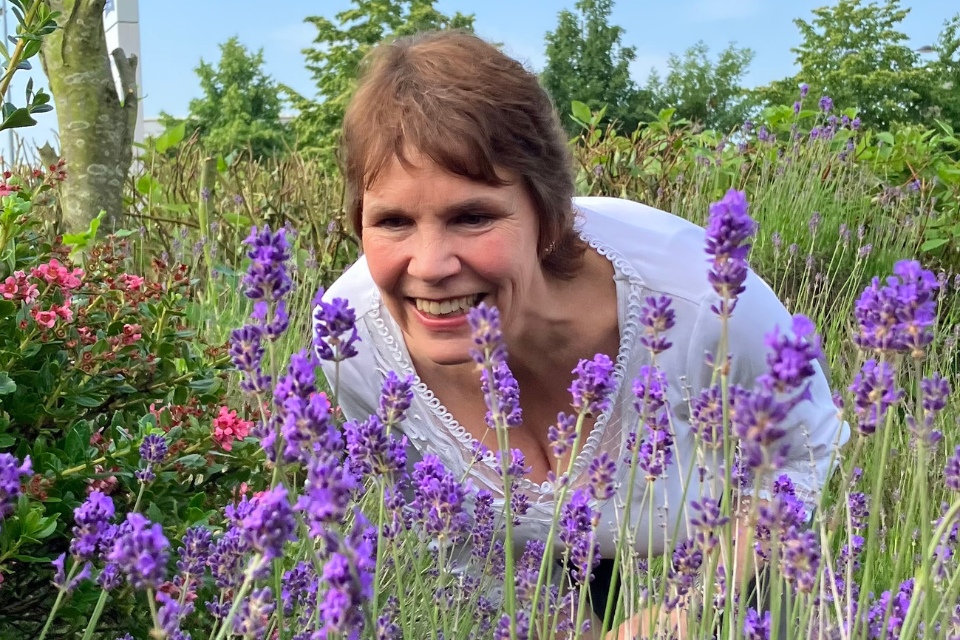 Lavender Fields Forever