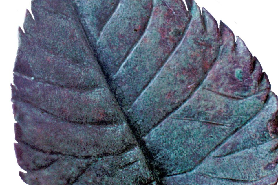 A charcoal coloured leaf