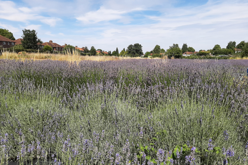 Guided Walks at Carshalton Lavender Fields