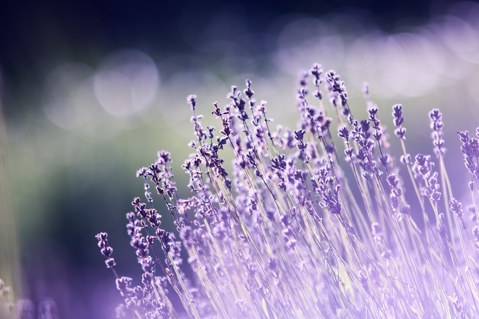 close up of faintly glowing lavender plants