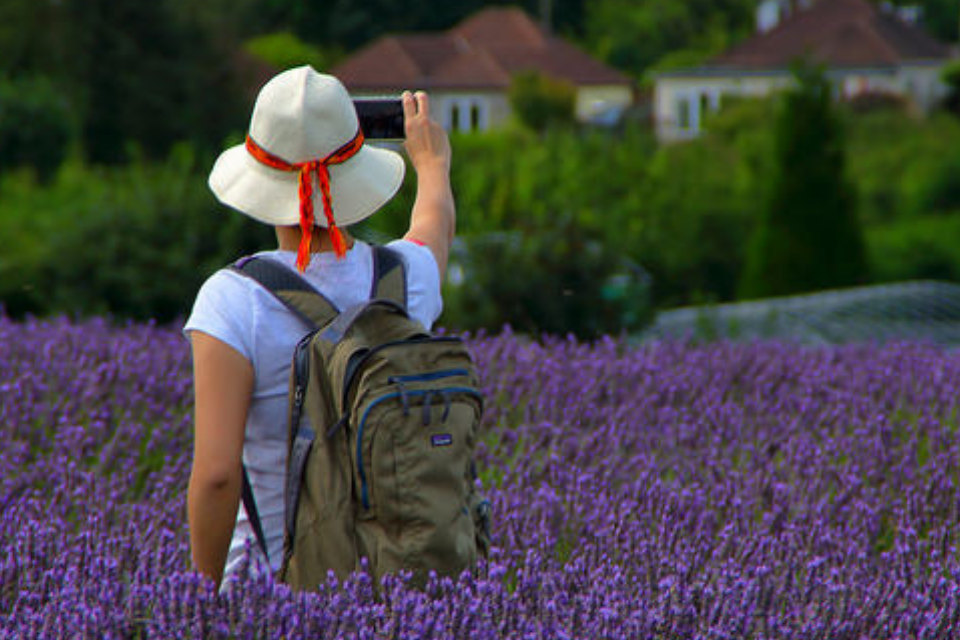 Woman facing away holding up her phone stood in a field of lavender