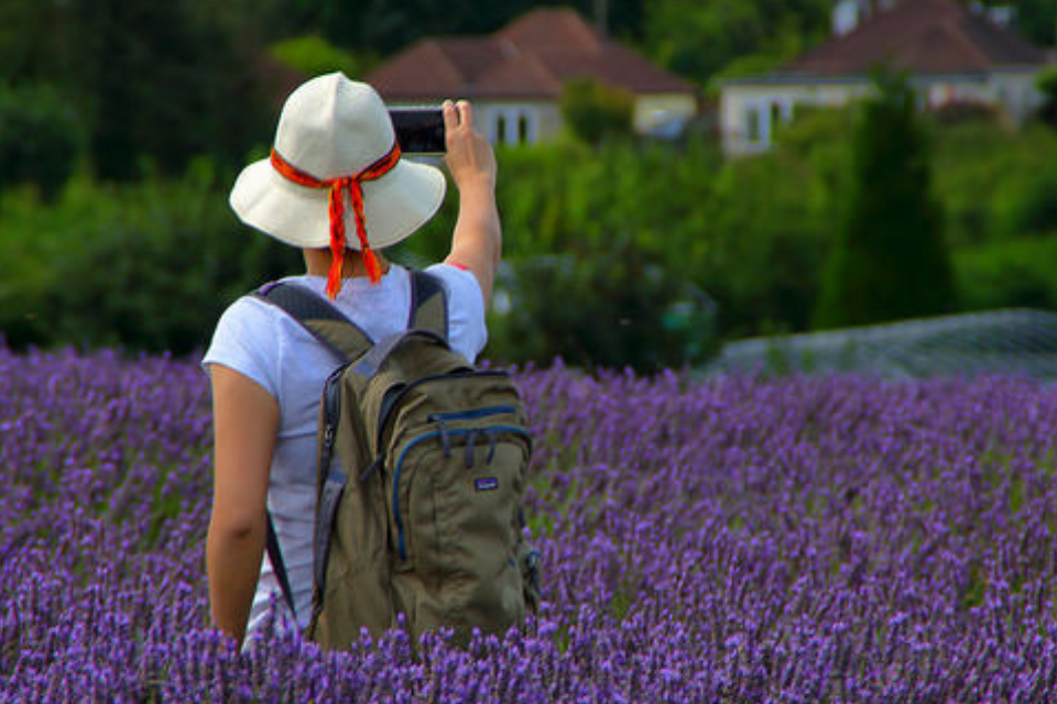 Lavender Fields Forever